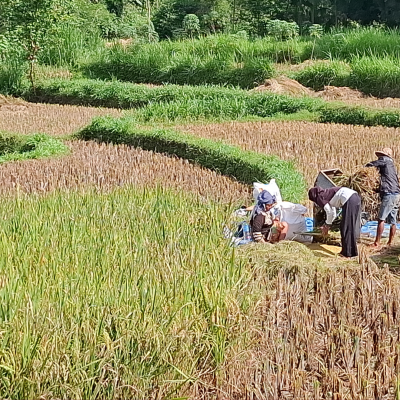 petani 3 tusha