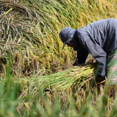 petani xxx