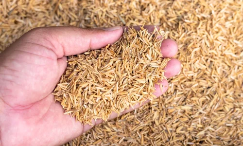 rice husk hand - bg-2
