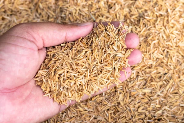 rice husk hand - bg-2